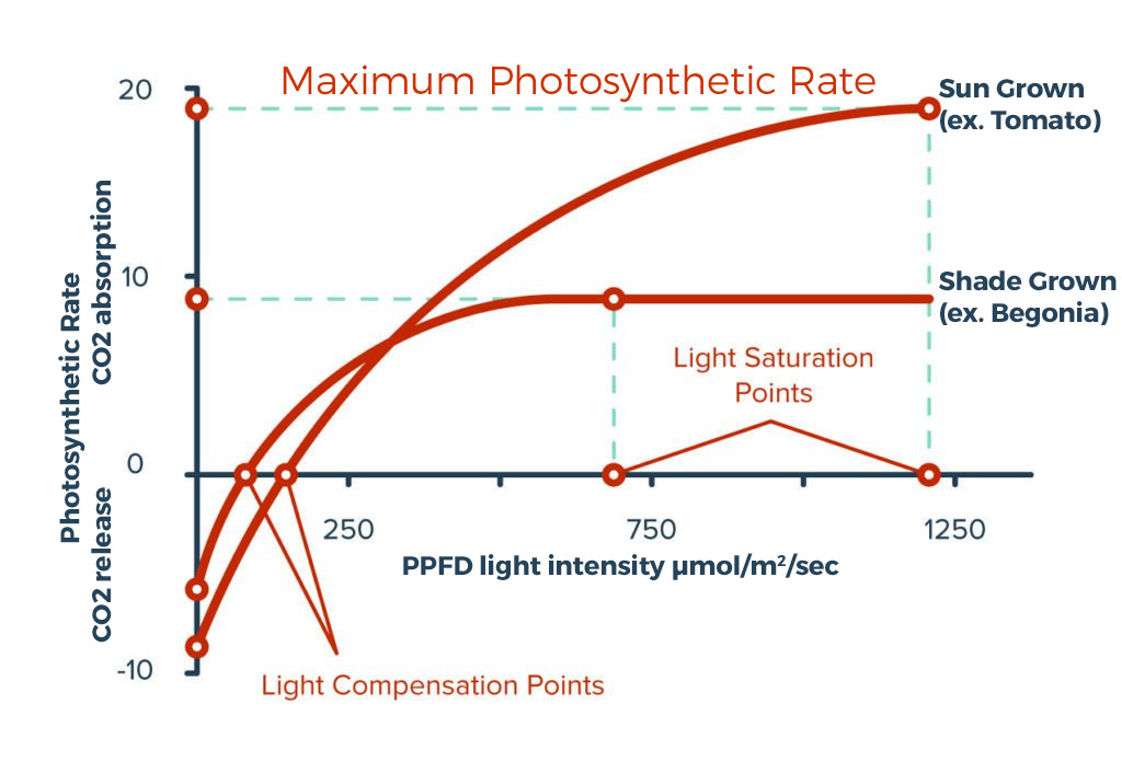 A suitable light intensity for a horticulture installation should be chosen between the compensation and saturation points of plants that are grown